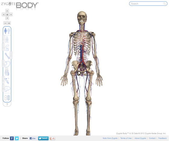 анатомический атлас тела